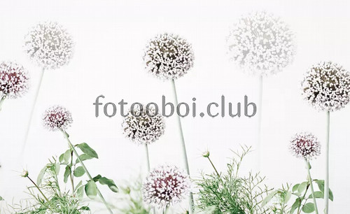 одуванчики, 3д, 3d